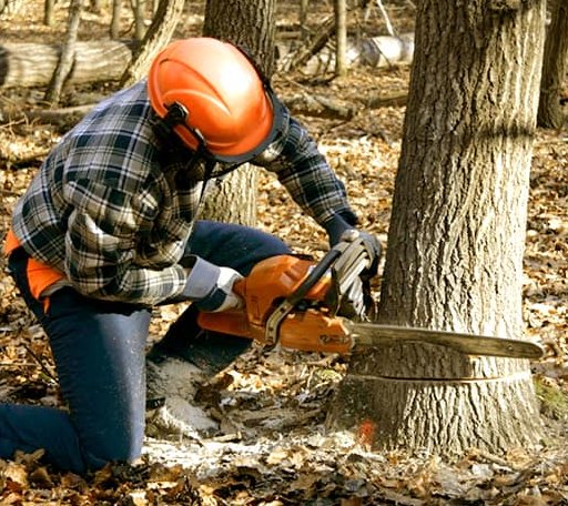 Tree Removal in Madbury, NH